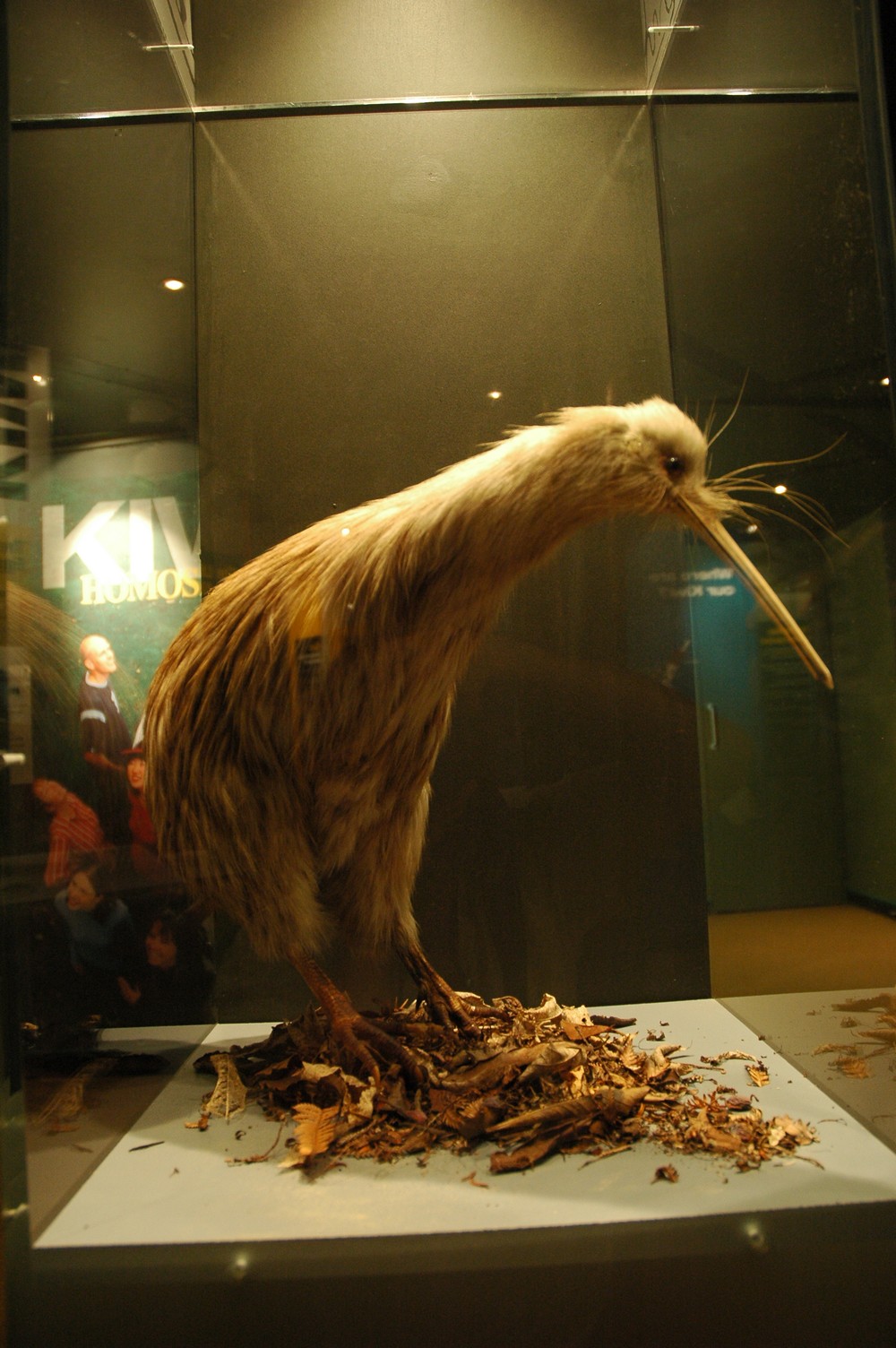 371   04 02   Rotorua